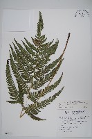 南海鱗毛蕨藏品圖，第1張