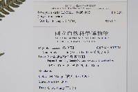 南海鱗毛蕨藏品圖，第2張