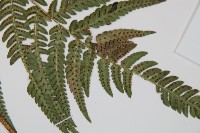 南海鱗毛蕨藏品圖，第3張