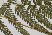 南海鱗毛蕨藏品圖，第4張