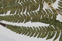 南海鱗毛蕨藏品圖，第5張