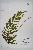 野小毛蕨藏品圖，第1張