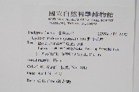 野小毛蕨藏品圖，第2張