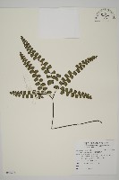 扇葉鐵線蕨藏品圖，第1張