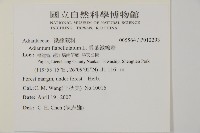 扇葉鐵線蕨藏品圖，第2張