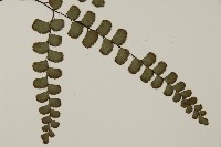 扇葉鐵線蕨藏品圖，第3張