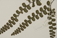 扇葉鐵線蕨藏品圖，第4張