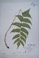 全緣貫眾蕨藏品圖，第1張