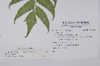 全緣貫眾蕨藏品圖，第2張