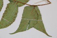 全緣貫眾蕨藏品圖，第3張