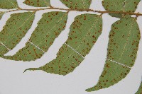 全緣貫眾蕨藏品圖，第4張