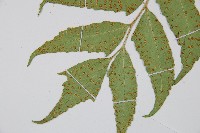 全緣貫眾蕨藏品圖，第5張