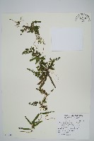 海金沙藏品圖，第1張