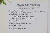 日本卷柏藏品圖，第2張