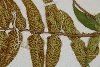 全緣貫眾蕨藏品圖，第3張