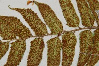 全緣貫眾蕨藏品圖，第4張