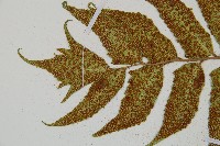 全緣貫眾蕨藏品圖，第5張