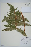 闊鱗鱗毛蕨藏品圖，第1張