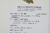 闊鱗鱗毛蕨藏品圖，第2張