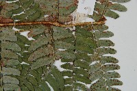 闊鱗鱗毛蕨藏品圖，第3張