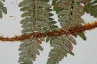 闊鱗鱗毛蕨藏品圖，第4張