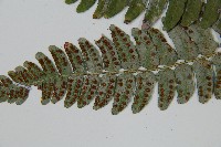 闊鱗鱗毛蕨藏品圖，第5張