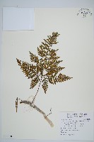 圓蓋陰石蕨藏品圖，第1張