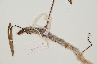 圓蓋陰石蕨藏品圖，第6張