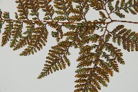 圓蓋陰石蕨藏品圖，第7張