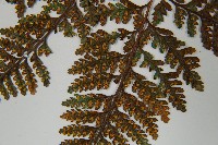 圓蓋陰石蕨藏品圖，第8張