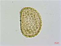 圓蓋陰石蕨藏品圖，第2張
