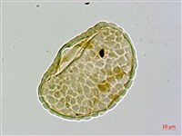 圓蓋陰石蕨藏品圖，第3張