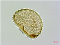 圓蓋陰石蕨藏品圖，第4張