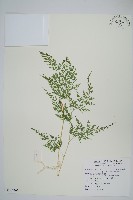 日本金粉蕨藏品圖，第1張