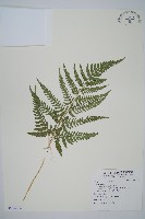 南海鱗毛蕨藏品圖，第1張