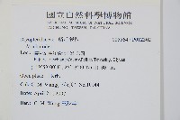 南海鱗毛蕨藏品圖，第2張