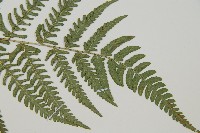 南海鱗毛蕨藏品圖，第3張