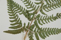 南海鱗毛蕨藏品圖，第4張