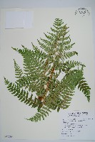 闊鱗鱗毛蕨藏品圖，第1張