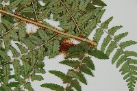 闊鱗鱗毛蕨藏品圖，第3張