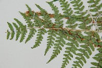 闊鱗鱗毛蕨藏品圖，第5張