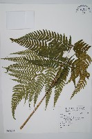 登錄號:P012305藏品圖，第1張