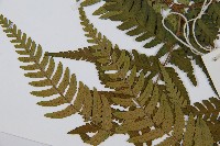 登錄號:P012305藏品圖，第3張