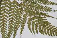 登錄號:P012305藏品圖，第5張