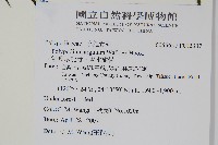 箭葉水龍骨、擬水龍骨藏品圖，第2張