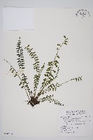 鱗柄鐵角蕨藏品圖，第1張