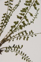 鱗柄鐵角蕨藏品圖，第3張