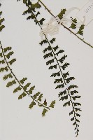 鱗柄鐵角蕨藏品圖，第4張