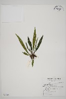 劍葉鐵角蕨、箭葉鐵角蕨藏品圖，第1張