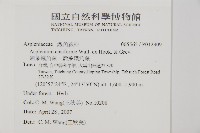 劍葉鐵角蕨、箭葉鐵角蕨藏品圖，第2張